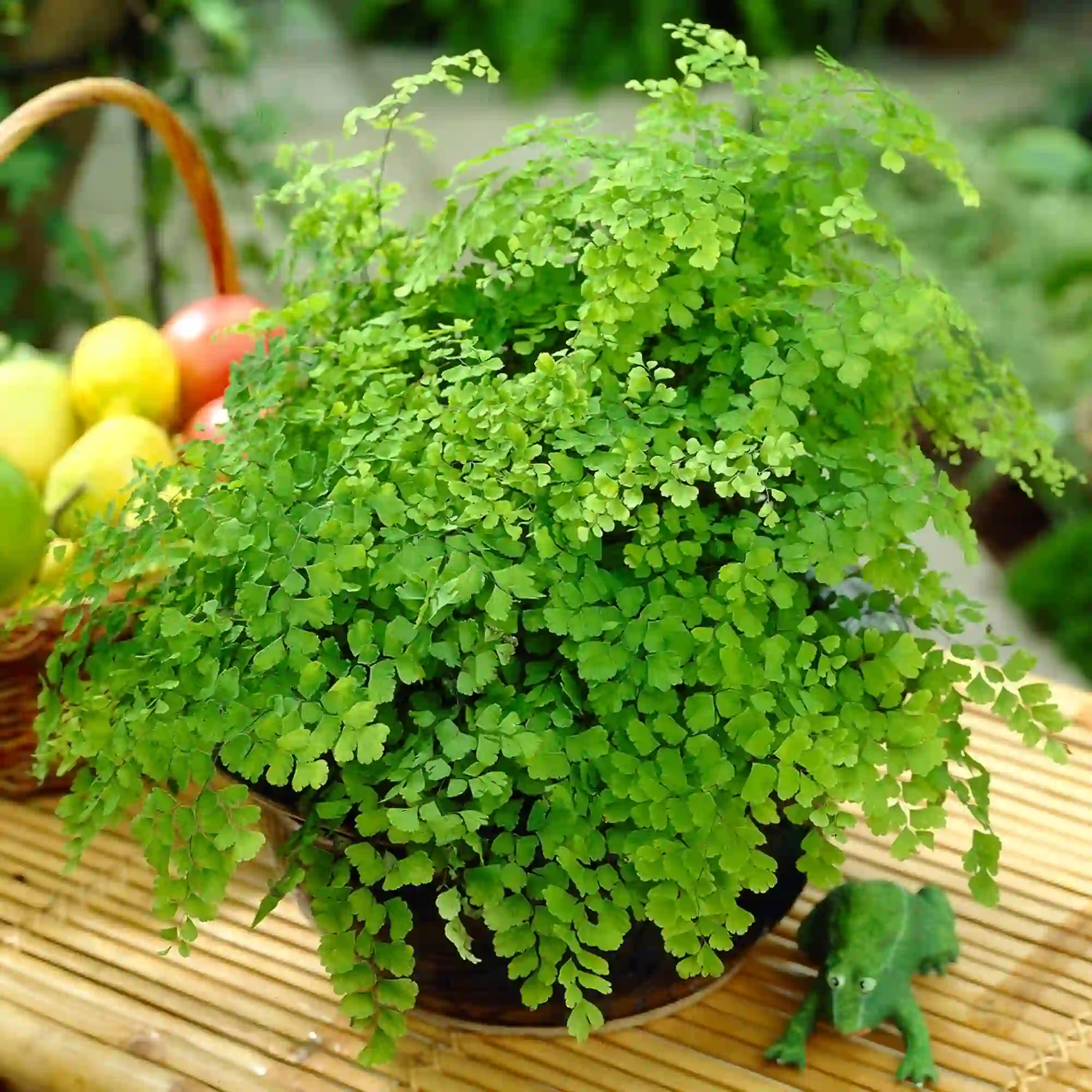 Maidenhair Fern